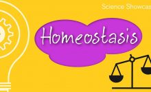 HOMEOSTASIS