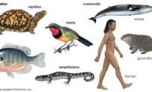 LOCOMOTION IN MAMMALS, FISH, BIRDS AND INSECTS.