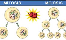 AGRICULTURE O-LEVEL- MITOSIS AND MEIOSIS