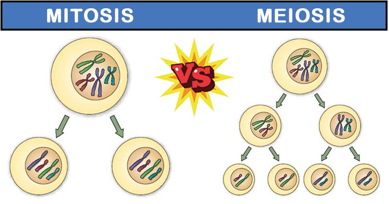 AGRICULTURE O-LEVEL- MITOSIS AND MEIOSIS