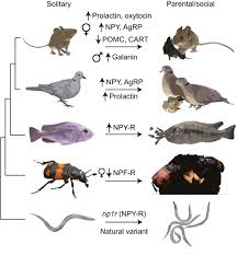 SCI6: WORLD OF LIVING THINGS – CLASSIFICATION OF ANIMALS