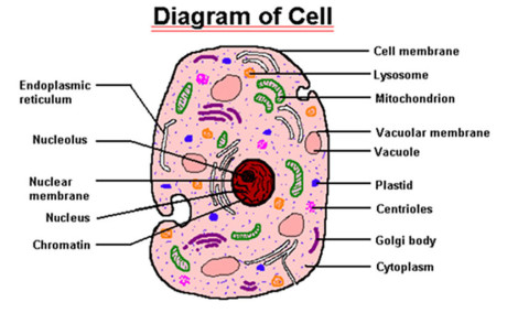 BIO1: INTRODUCTION TO BIOLOGY & ANIMAL AND PLANT CELLS - Yaaka Digital  Network