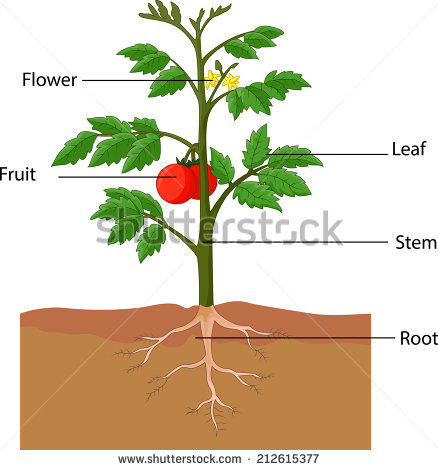 Biology Of Plants