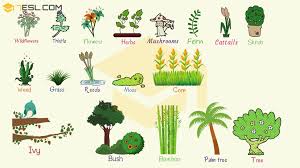 LITE/P/1: Vocabulary of plants 1