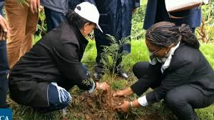 SCI/P/7: AGROFORESTRY
