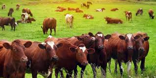 S.S.T/P/7: RANCHING AND LIVESTOCK FARMING 1