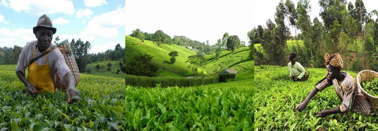 MALAYSIAN RUBBER INDUSTRIES AND KENYA TEA GROWING