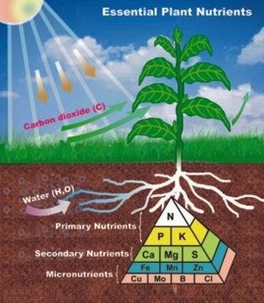 AGRICULTURE - PLANT NUTRIENTS