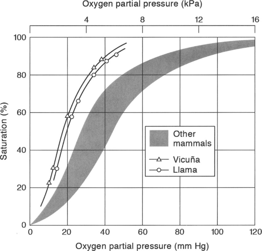 ALBIO5: THE OXYGEN DISASSOCIATION CURVE OF LARGE ORGANISMS IN RELATION TO SMALL ORGANISMS 1