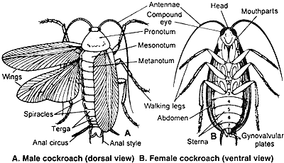 coackroach