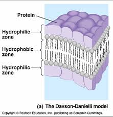 davson