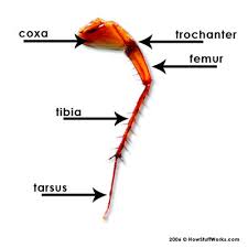 leg