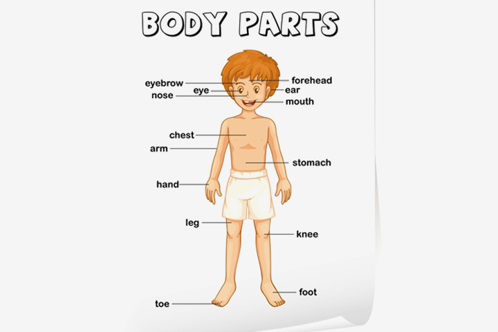 PARTS OF BODY