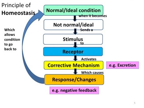 homeostasis
