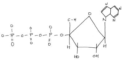 ATP