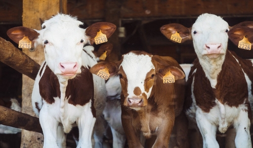 AGRIC/5: ANIMAL PRODUCTION II: Livestock Management