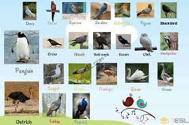 MAJINA YA NDEGE/NYUNI (Names of birds) 1