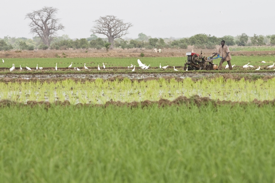 WAKISSHA JOINT MOCKS EXAMINATIONS UACE 5151 AGRICULTURE PRACTICAL INS PAST PAPER 2024 8