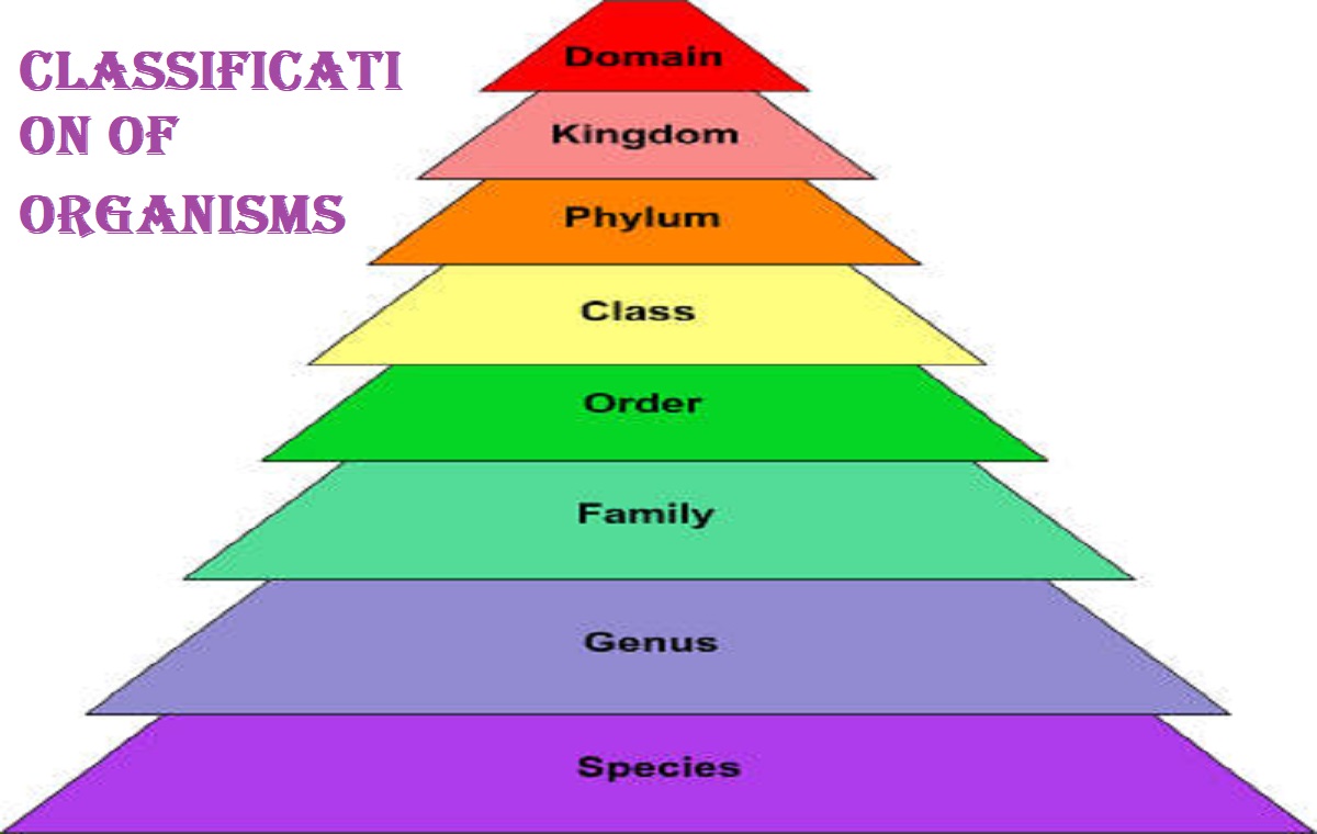 Classification of organism 1