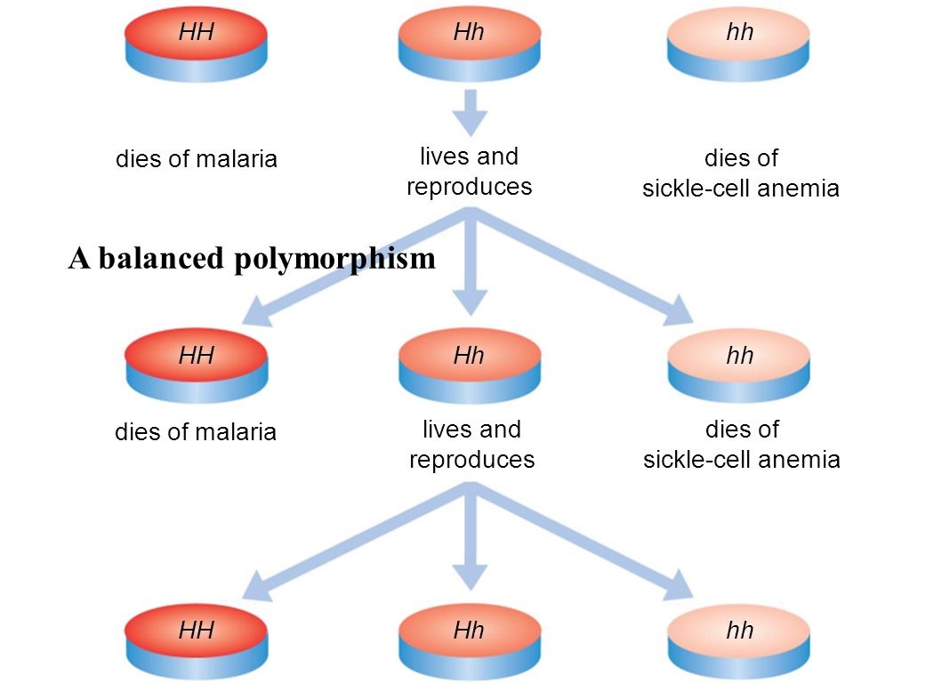 Balanced Polymorphism 