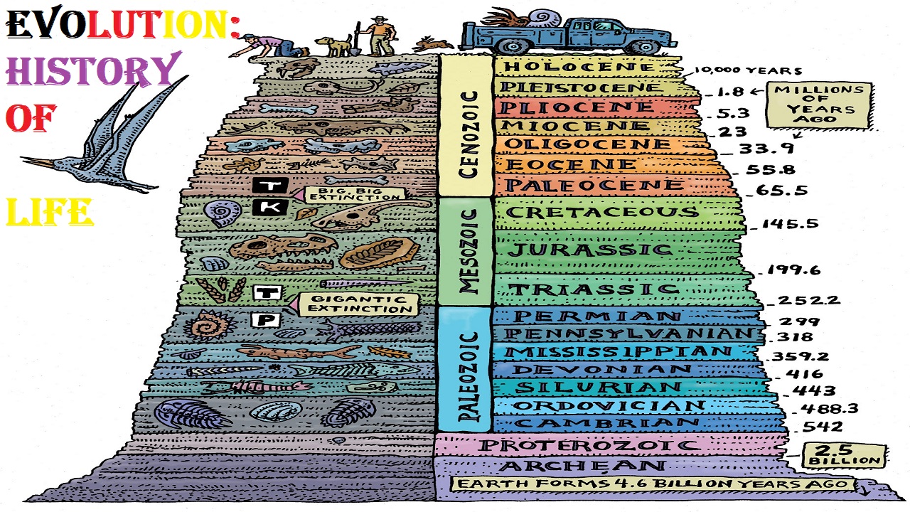 Evolution: History of life 1