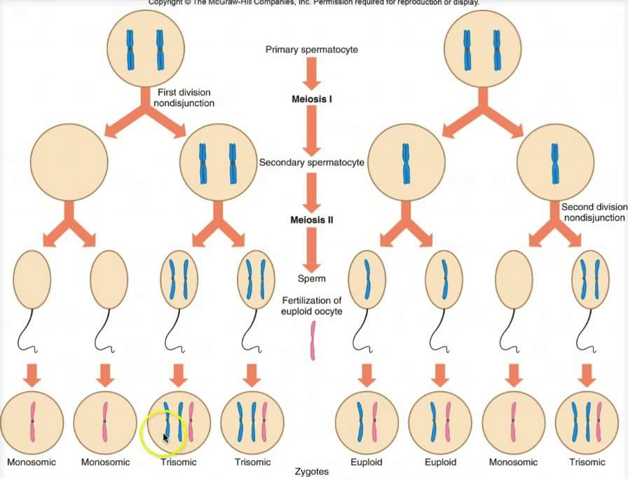 Aneuploidy
