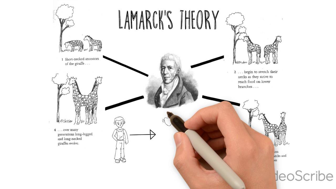 Lamarck's theory