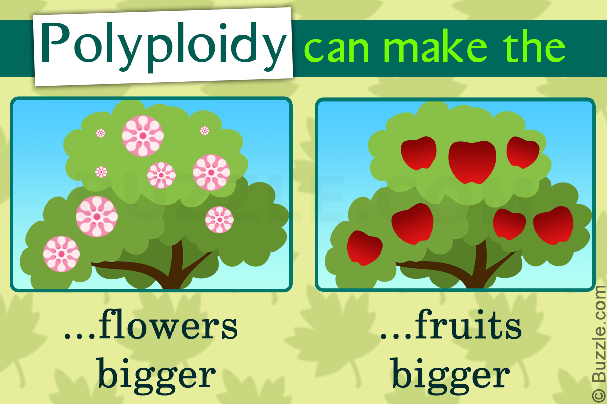 Polyploidy 