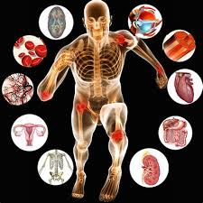 INTRODUCTION TO HUMAN ANATOMY AND PHYSIOLOGY