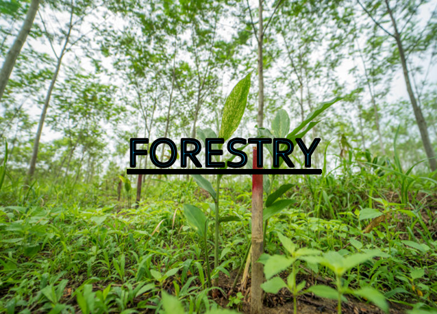 FORESTRY