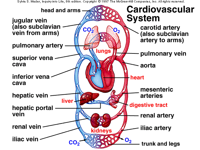 SCI6: THE CIRCULATORY SYSTEM 1