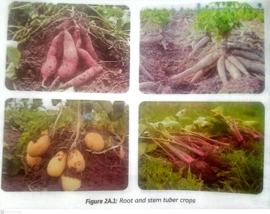 Stem Tuber