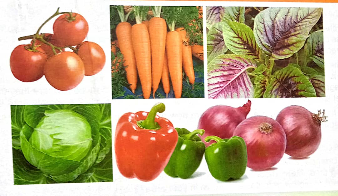 Crop Production - Vegetable Growing 1