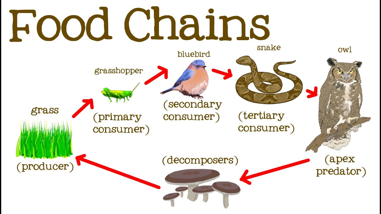 Chapter 7: Food Chains and Food Webs 1
