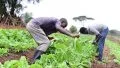 NLSC: SENIOR THREE AGRICULTURE 9