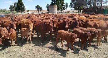 CATTLE PRODUCTION