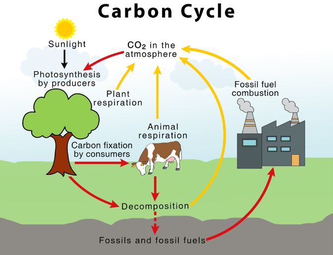 CARBON IN LIFE 1