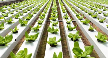 HYDROPONICS FARMING