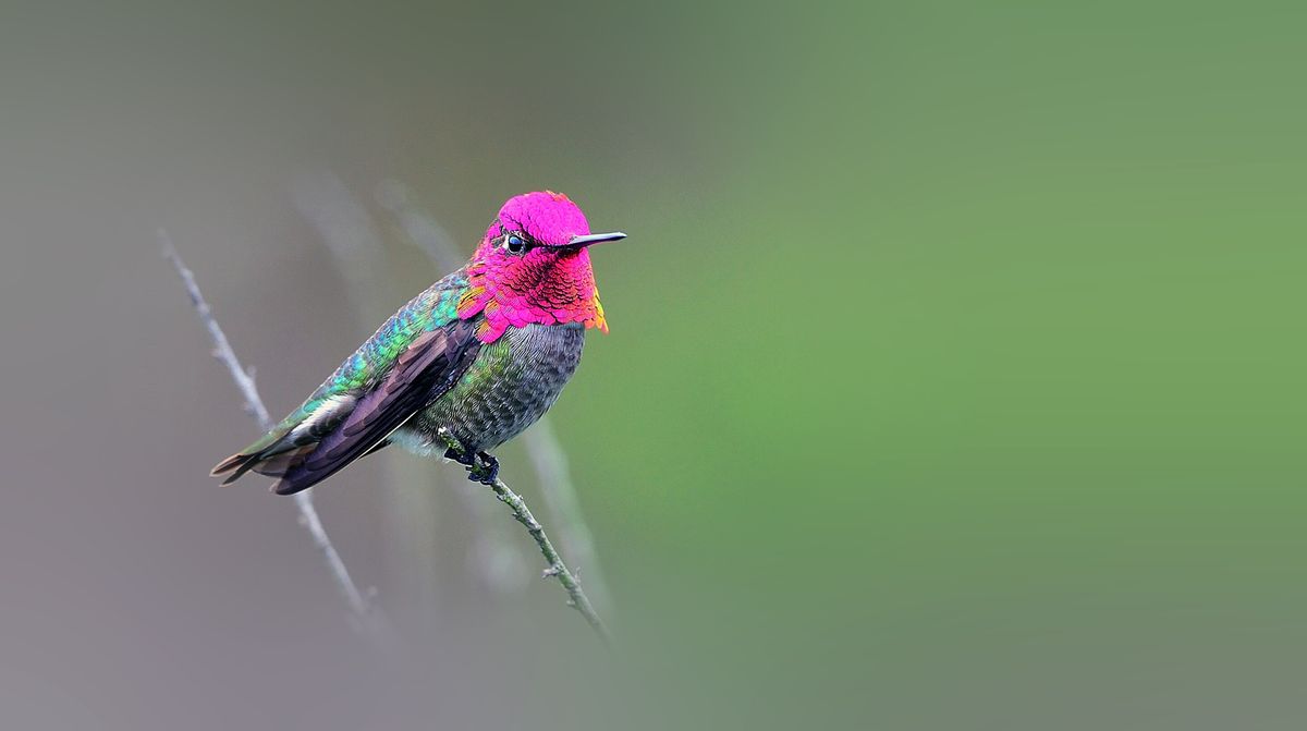 There's Only One Bird That Can Truly Fly Backwards 7 There's Only One Bird That Can Truly Fly Backwards 6