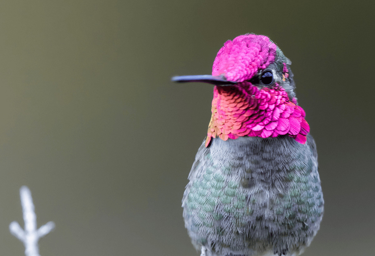 Hummingbirds Have Rapidly Evolved In California Over The Past Century 8