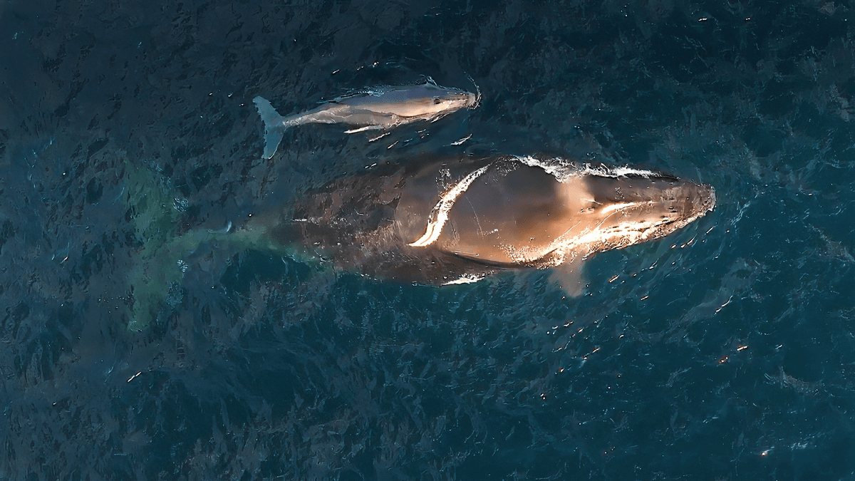 Whale Calves Are Born On “Humpback Highway”, Changing What We Knew About Migration 1