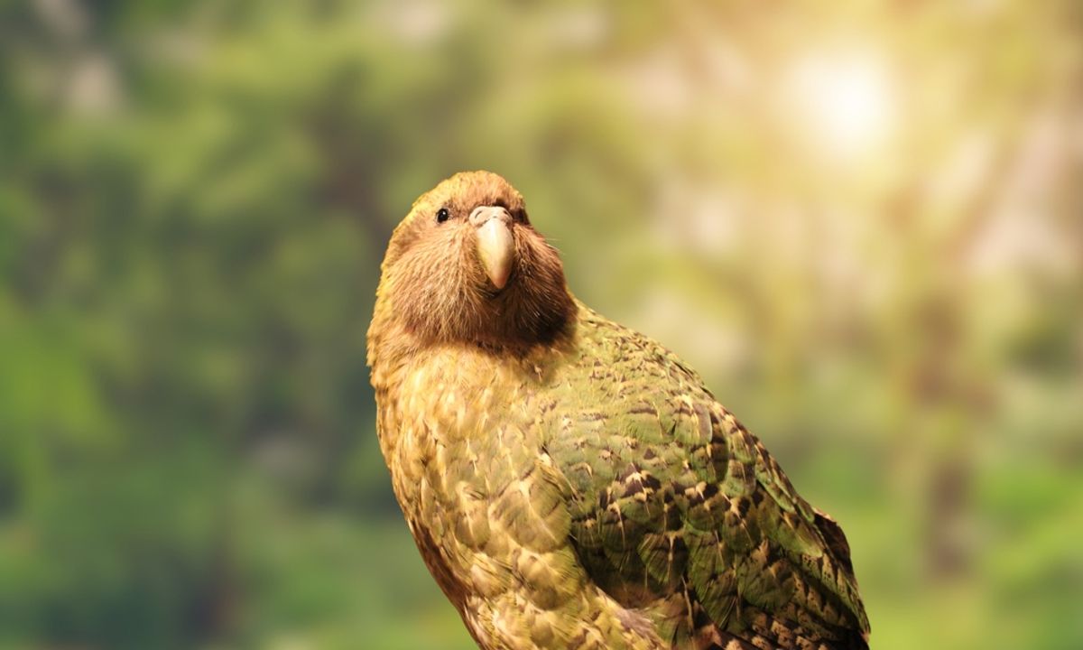 “We Also Tried Remote Control Cars Dressed As Females”: How Scientists Took On Rare Kākāpō Artificial Insemination 9