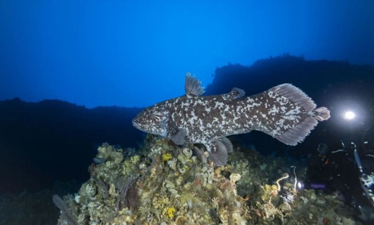 Only 2 Species Of This “Living Fossil” Exist – And 1 Was Just Photographed In The Wild For The First Time 6