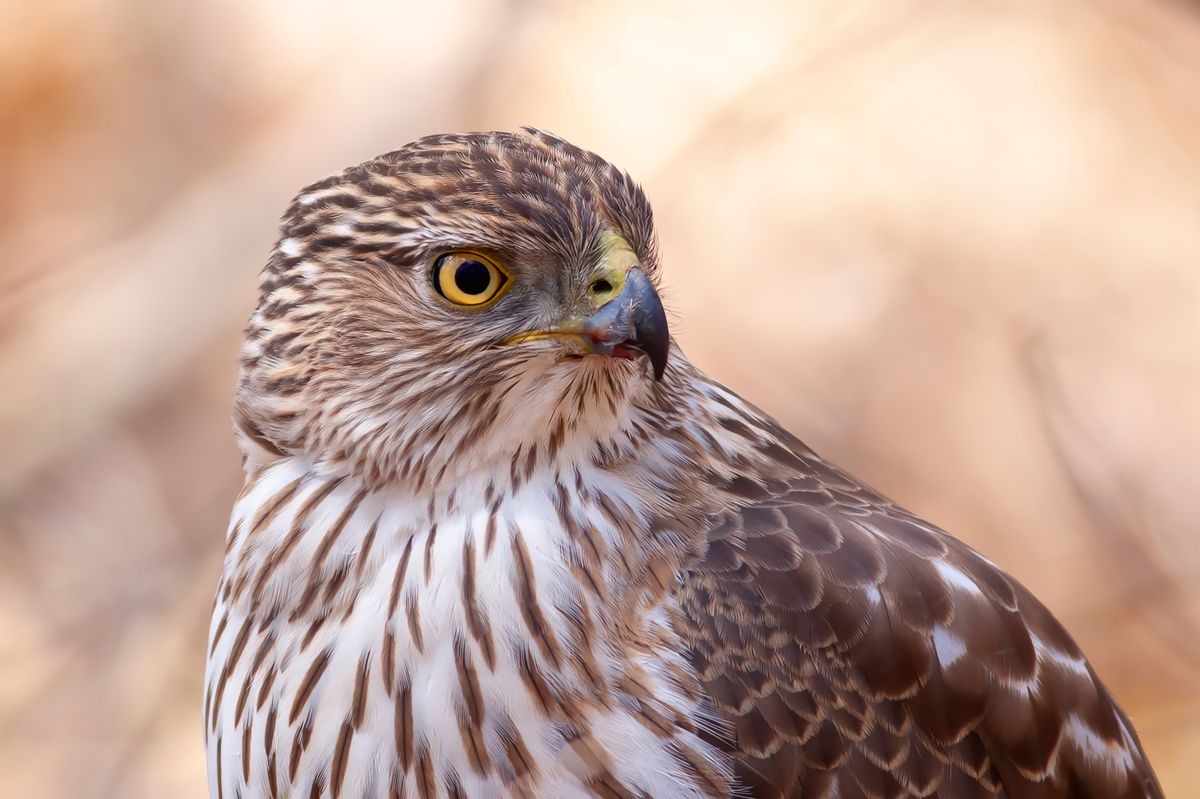 Clever Hawk Spotted Using Pedestrian Crossing To Catch Prey In New Jersey 9