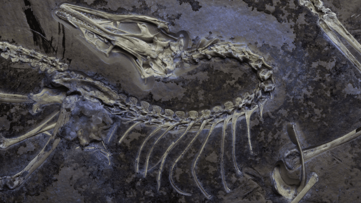 “Under UV Light, The Bone Glows Brightly”: A Fluorescent Archaeopteryx Just Changed Our Understanding Of The Evolution Of Flight 1