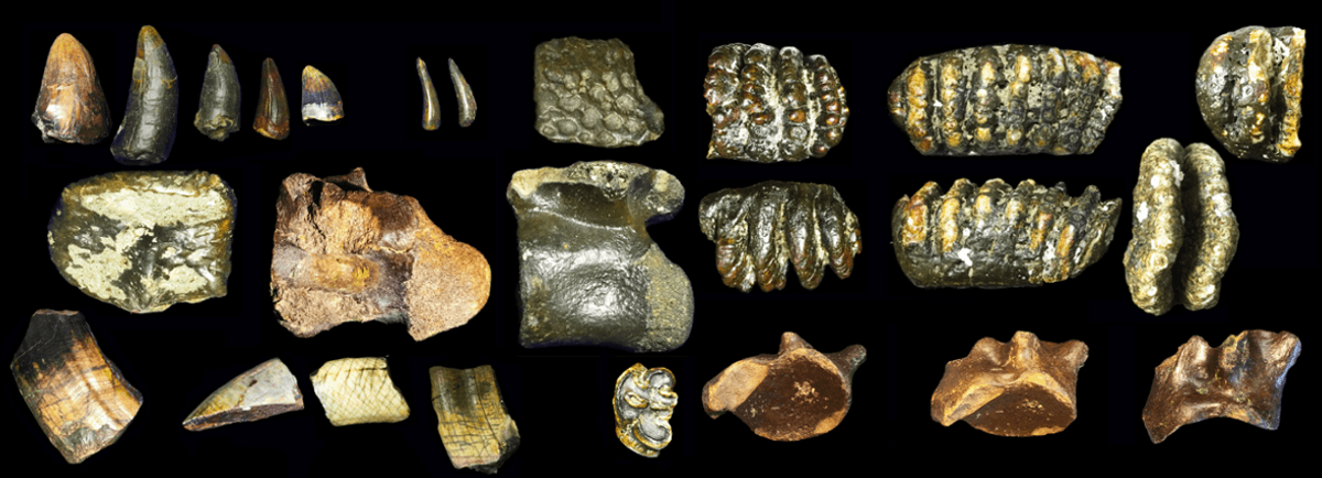 140,000-Year-Old Homo Erectus Remains Discovered Alongside Other Animals In Drowned Sundaland 9 140,000-Year-Old Homo Erectus Remains Discovered Alongside Other Animals In Drowned Sundaland 8