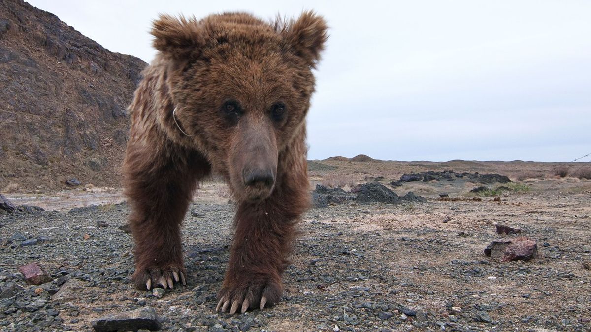 Watch A Rare Gobi Bear Finally Find Water After A 160-Kilometer Trek Through A “Waterless Place” 8