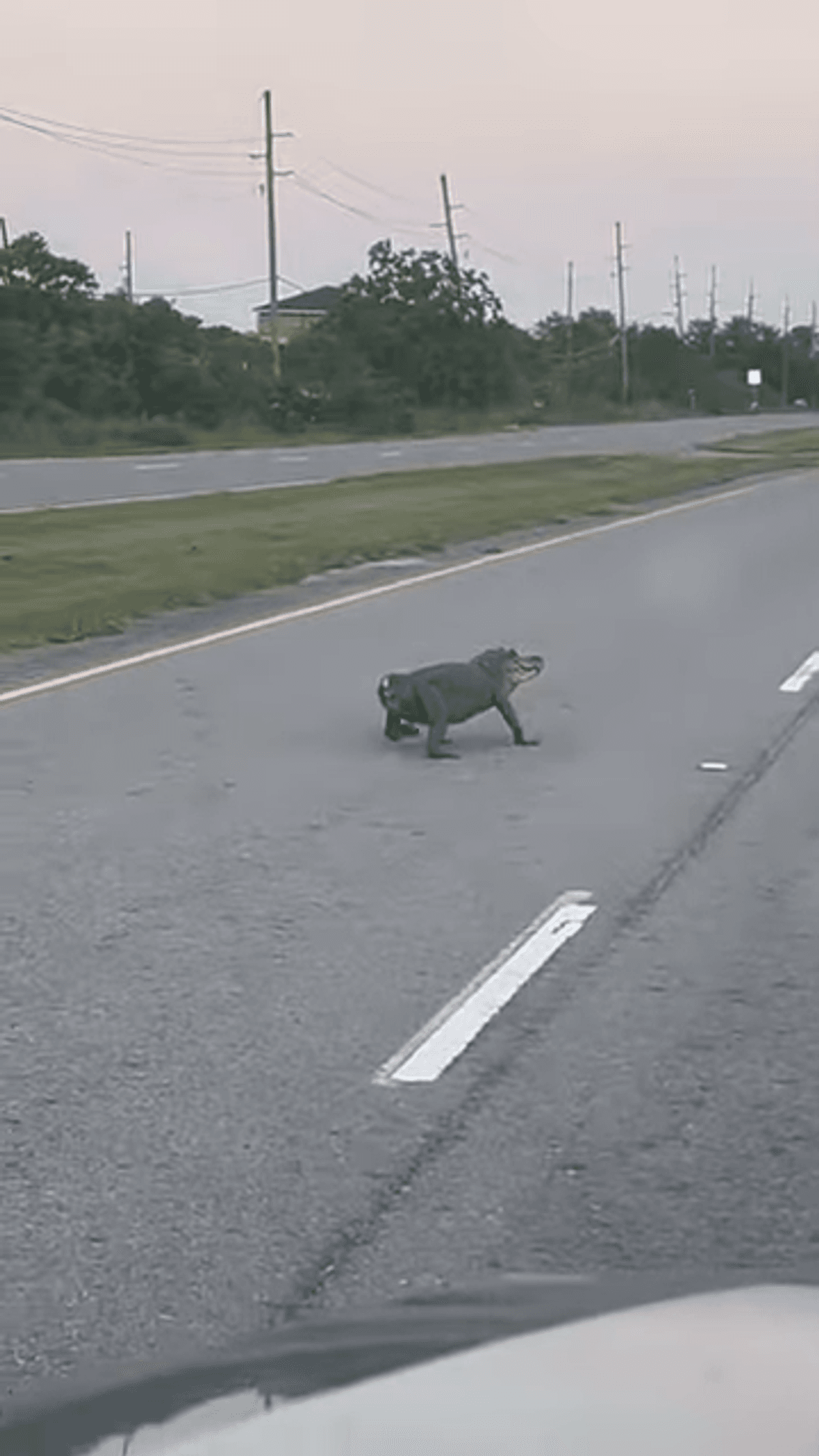 Tailless Alligator Shocks Passersby On Highway In Southern Louisiana 9 Tailless Alligator Shocks Passersby On Highway In Southern Louisiana 8