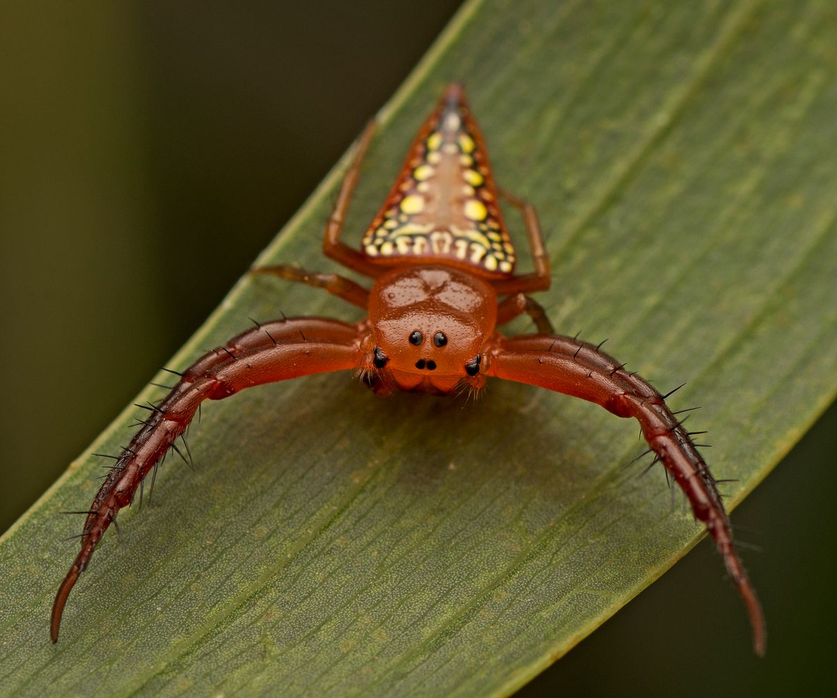 Meet Walckenaer’s Studded Triangular Spider And The Rest Of Its Triangular Family 7 Meet Walckenaer’s Studded Triangular Spider And The Rest Of Its Triangular Family 6