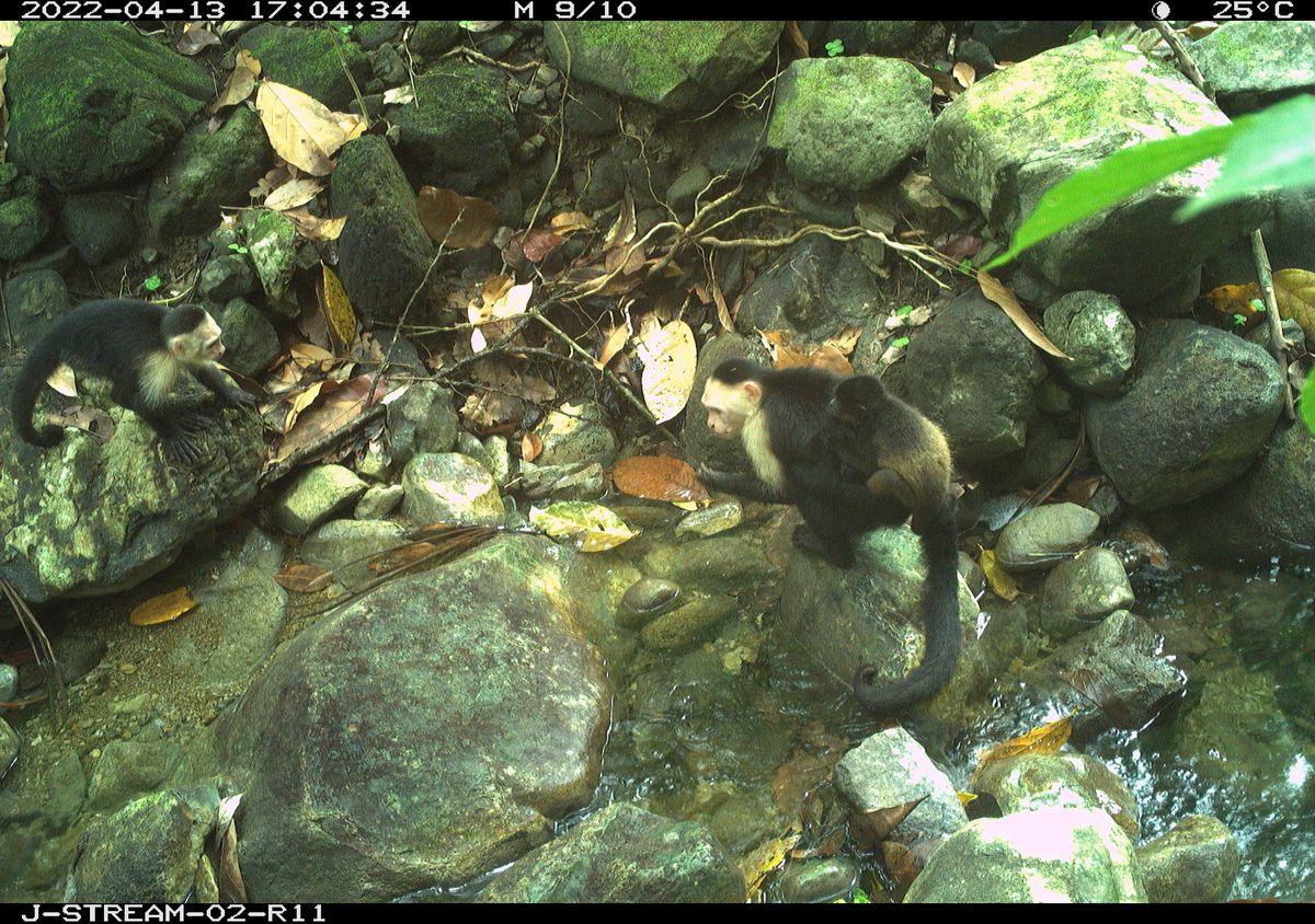 Stealing Baby Howler Monkeys Is Suddenly All The Rage Among Capuchins On Jicarón Island 7 Stealing Baby Howler Monkeys Is Suddenly All The Rage Among Capuchins On Jicarón Island 6